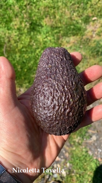 Sicilian avocado